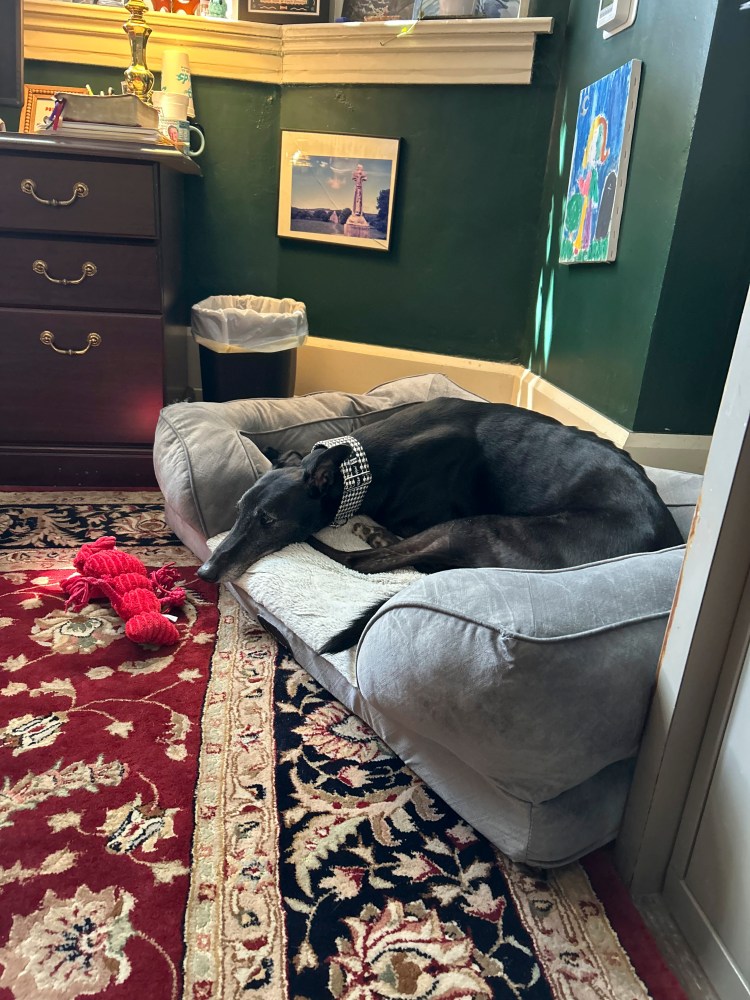 Blessing of the Animals–Oct 4